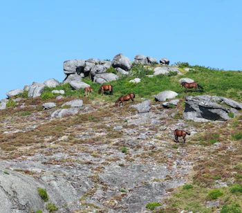 Vilde brune heste græsser på en klippefuld bjergside i Peneda-Gerês Nationalpark, Portugal