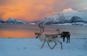 Vilde rensdyr græsser ved arktisk fjord i solnedgang med snedækkede bjerge i Norge