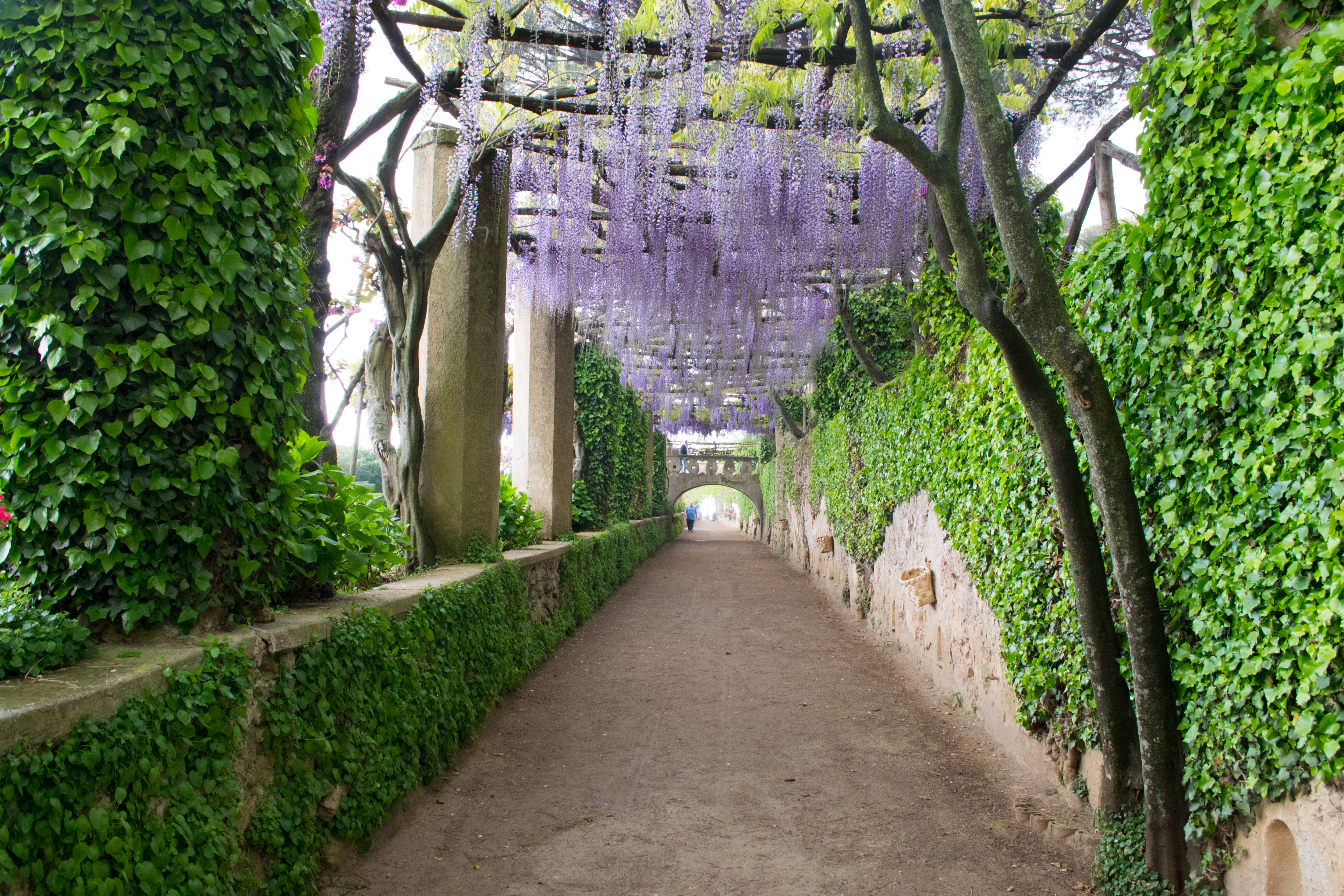 Smuk blomstrende glysine-pergola med lilla blomster i haverne ved Villa Cimbrone i Ravello, Italien