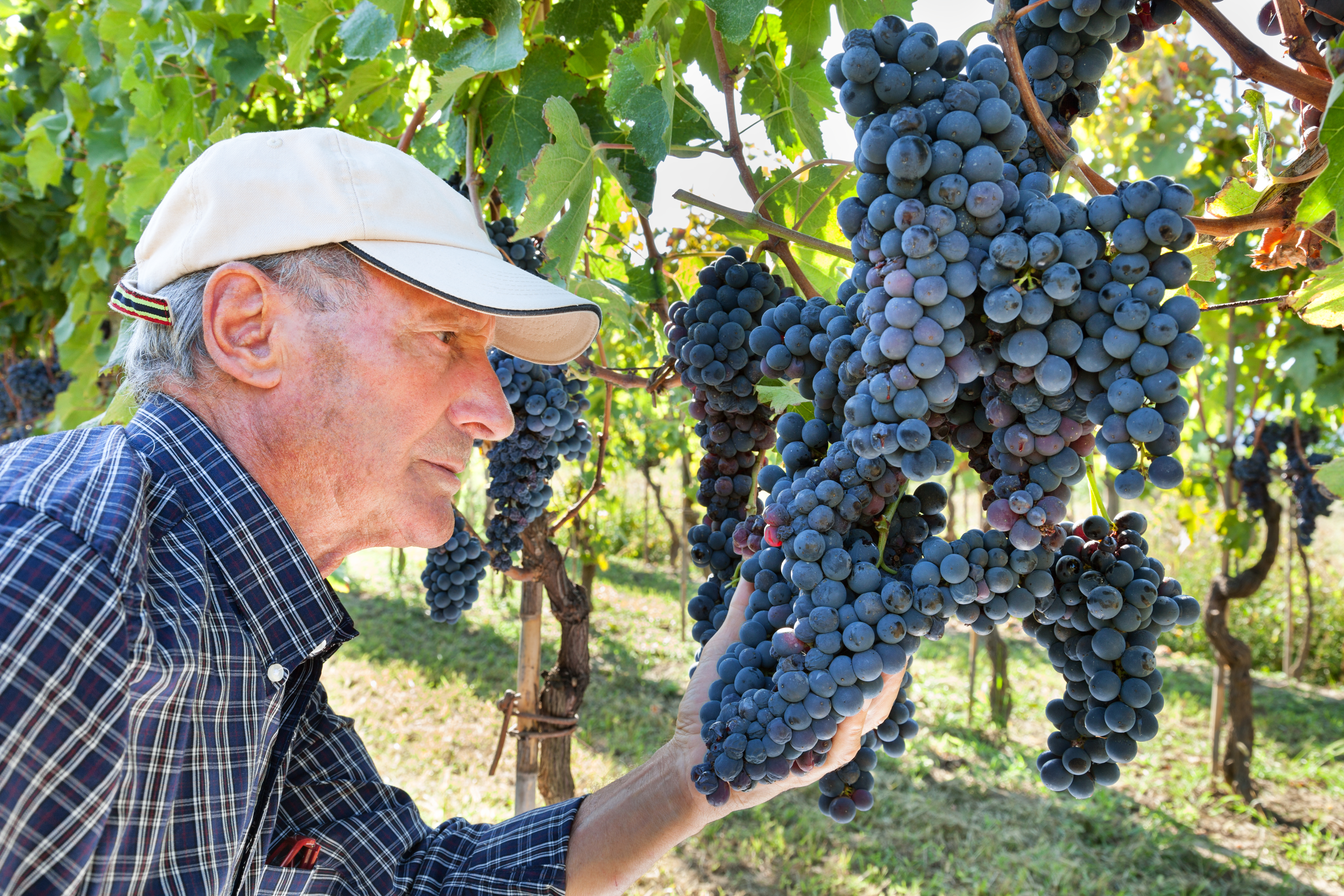 Ældre vinbonde med kasket undersøger omhyggeligt kvaliteten af mørke druer i en solrig vinmark i Toscana, Italien