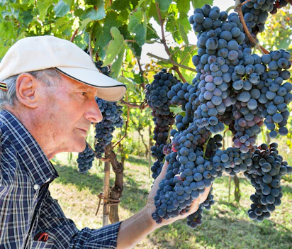 Ældre vinbonde med kasket undersøger omhyggeligt kvaliteten af mørke druer i en solrig vinmark i Toscana, Italien