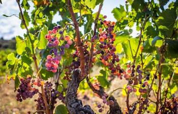 Frodig vingård med modne druer ved Costa Brava i Catalonien med udsigt over Middelhavets blå vand