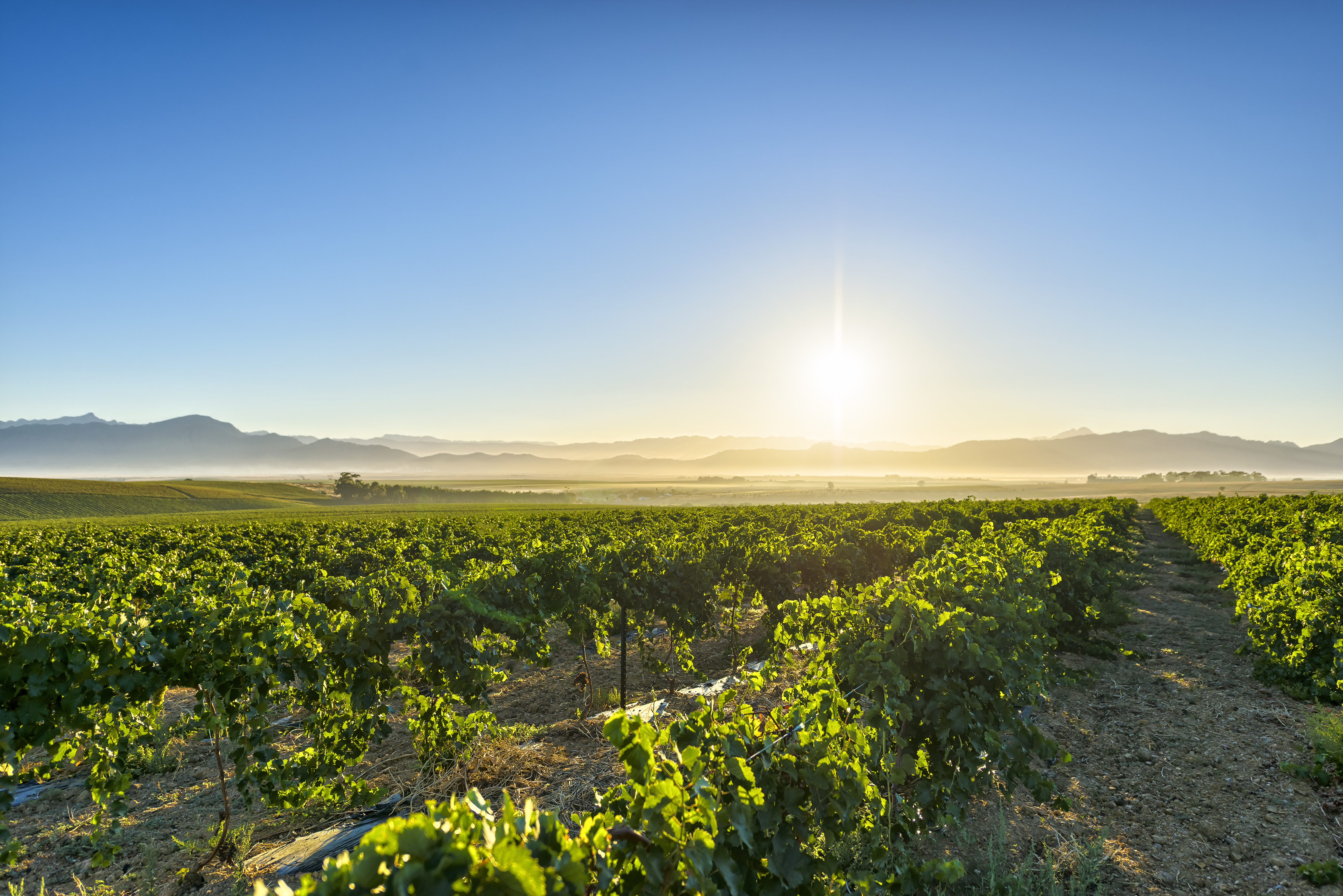 Smuk vingård ved solopgang med bjergudsigt og grønne vinranker i vinlandet