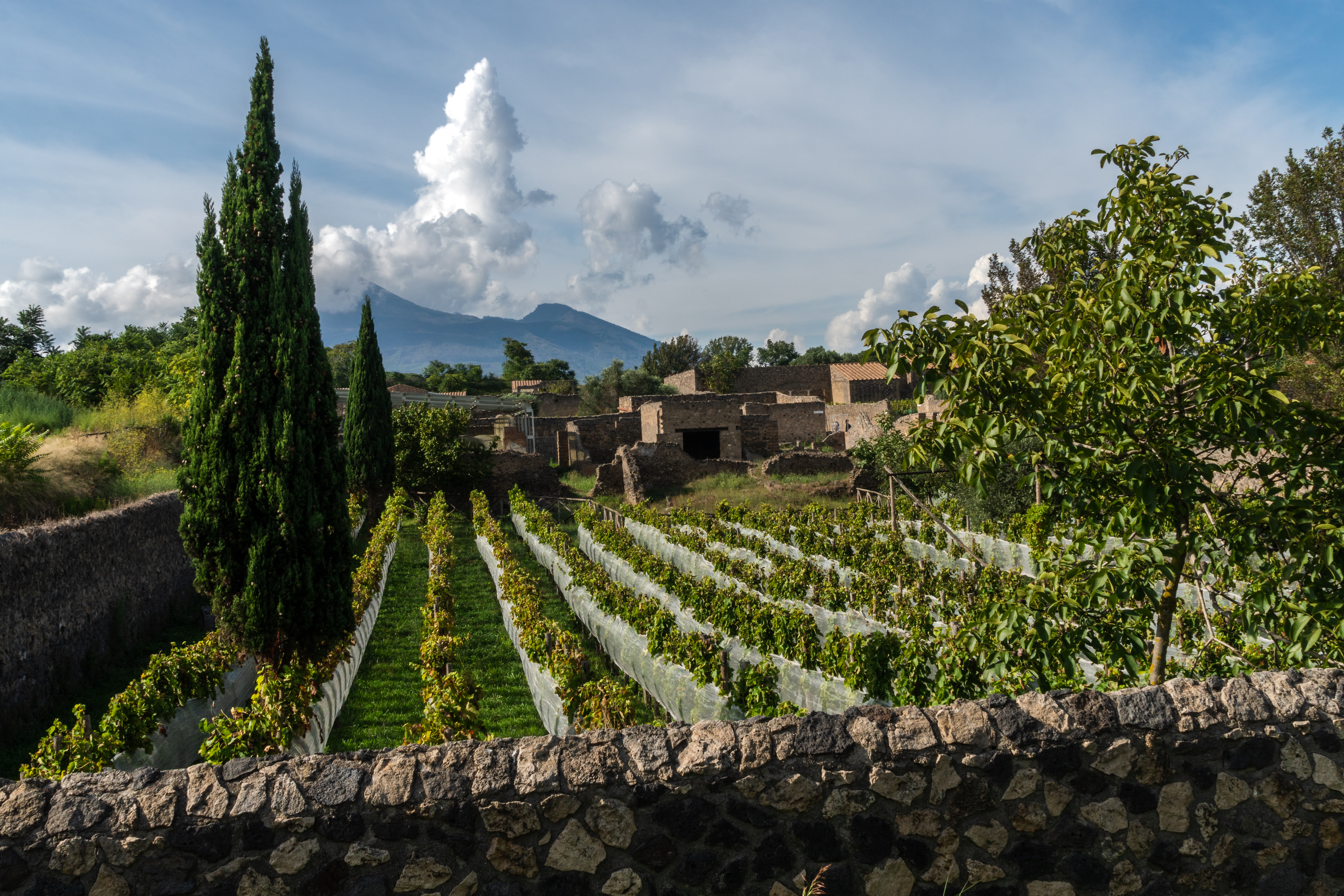Malerisk vingård med vinranker og Vesuv-vulkanen i baggrunden nær Pompei, Italien