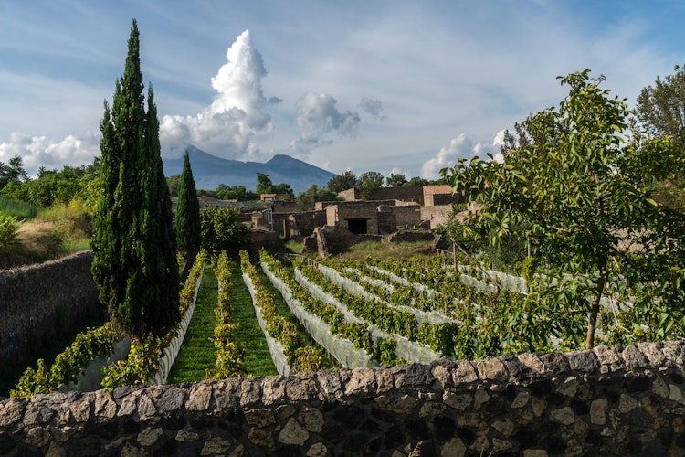 Malerisk vingård med vinranker og Vesuv-vulkanen i baggrunden nær Pompei, Italien