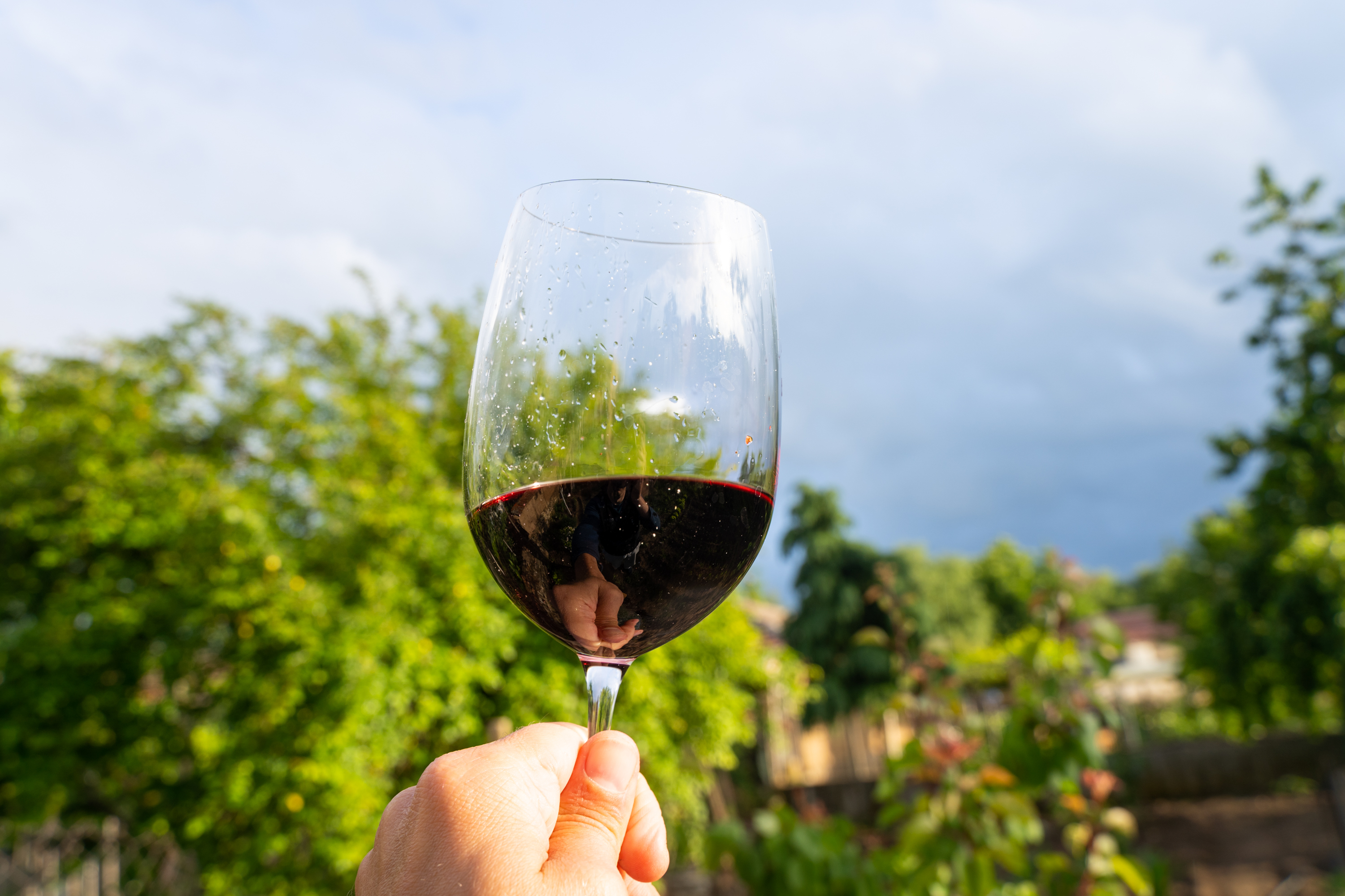 Hånd holder glas rødvin mod smuk vingård baggrund under italiensk vinsmagning