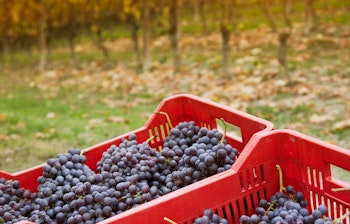 Vinhøst i Barolo, Italien med vinmarker og solnedgang.