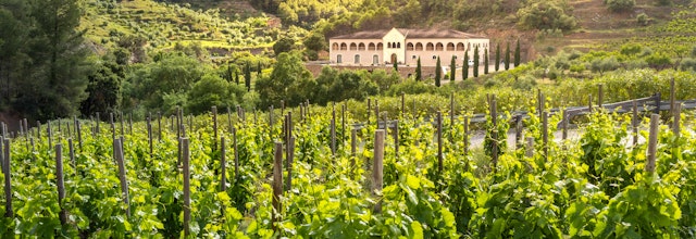 Traditionel vinkælder omgivet af frodige vinmarker i aftensol i Gratallops, Priorat vinregion i Catalonien, Spanien