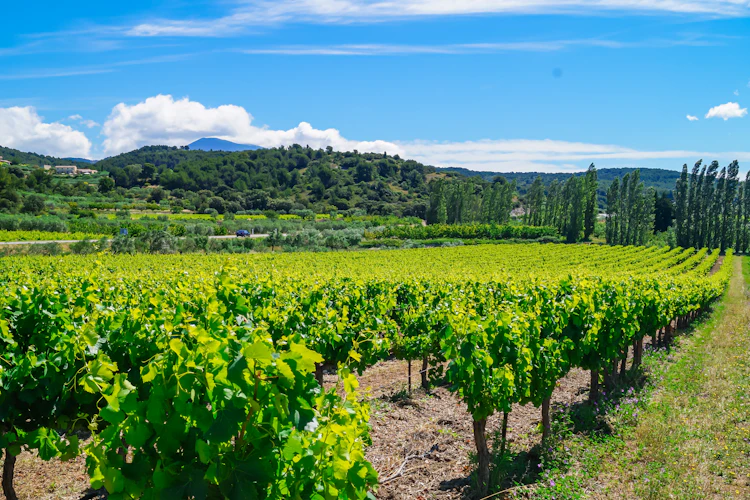 Smukke vinmarker i Provence, Frankrig, med grønne vinrankerne i rækker under en blå sommerhimmel med udsigt til Mont Ventoux
