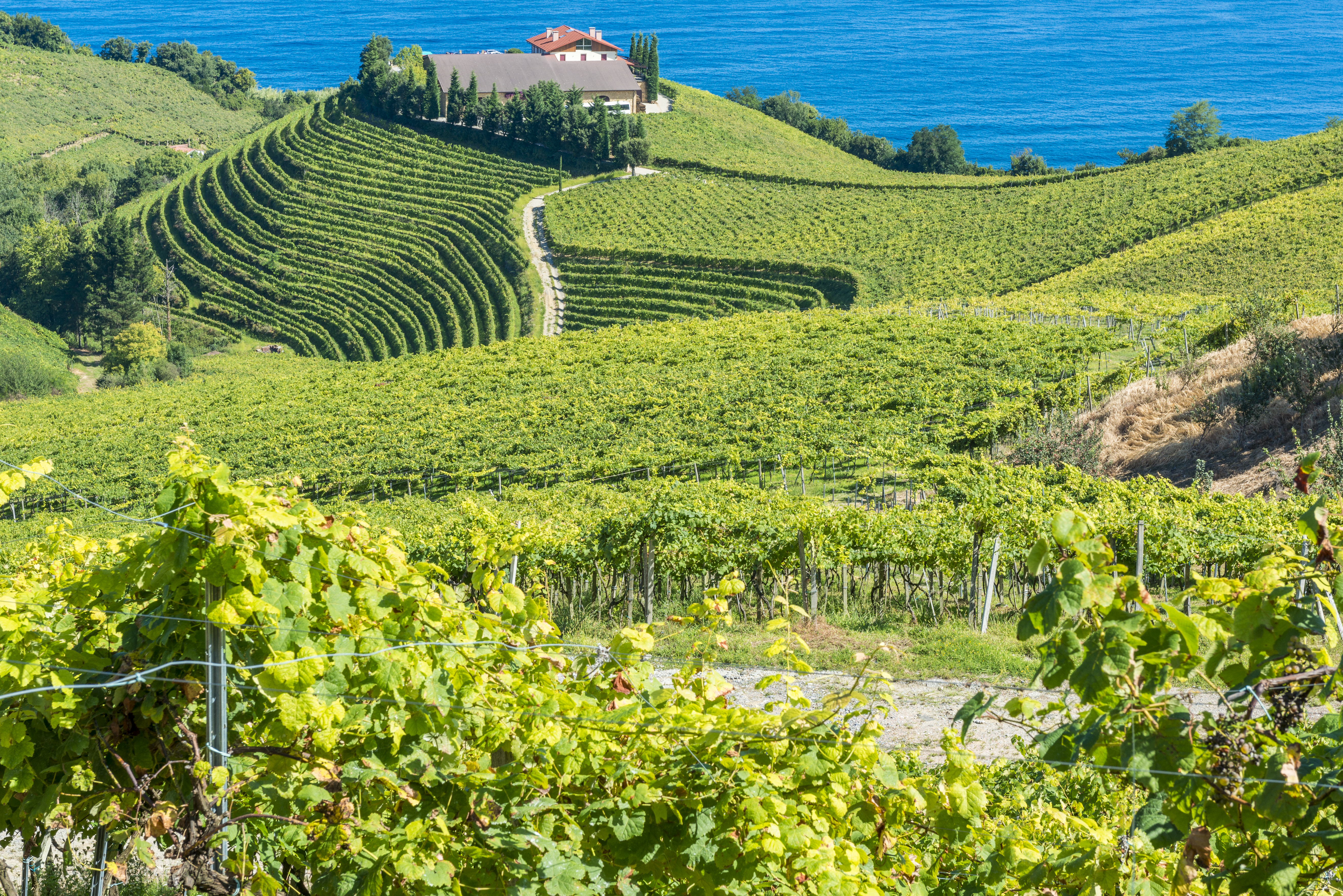 Maleriske grønne vinmarker og vinkælder i Getaria ved Baskerlandets kyst med det blå Cantabriske Hav i baggrunden, hvor den berømte Txakoli-vin produceres
