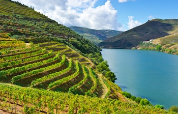 Vinmarker i Douro-dalen, Portugal med frodige vinranker og flodudsigt.