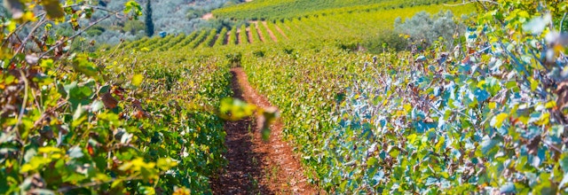 Smukke vinmarker med modne druer i Nemea, Peloponnes, Grækenland klar til høst i efteråret