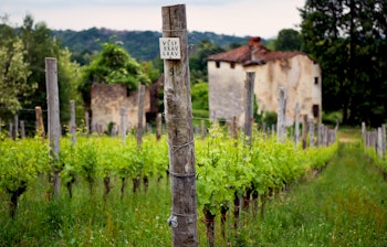 Frodige vinmarker i forårsdragt i Novarese-regionen i Piemonte, Norditalien, kendt for de eksklusive Ghemme og Gattinara rødvine