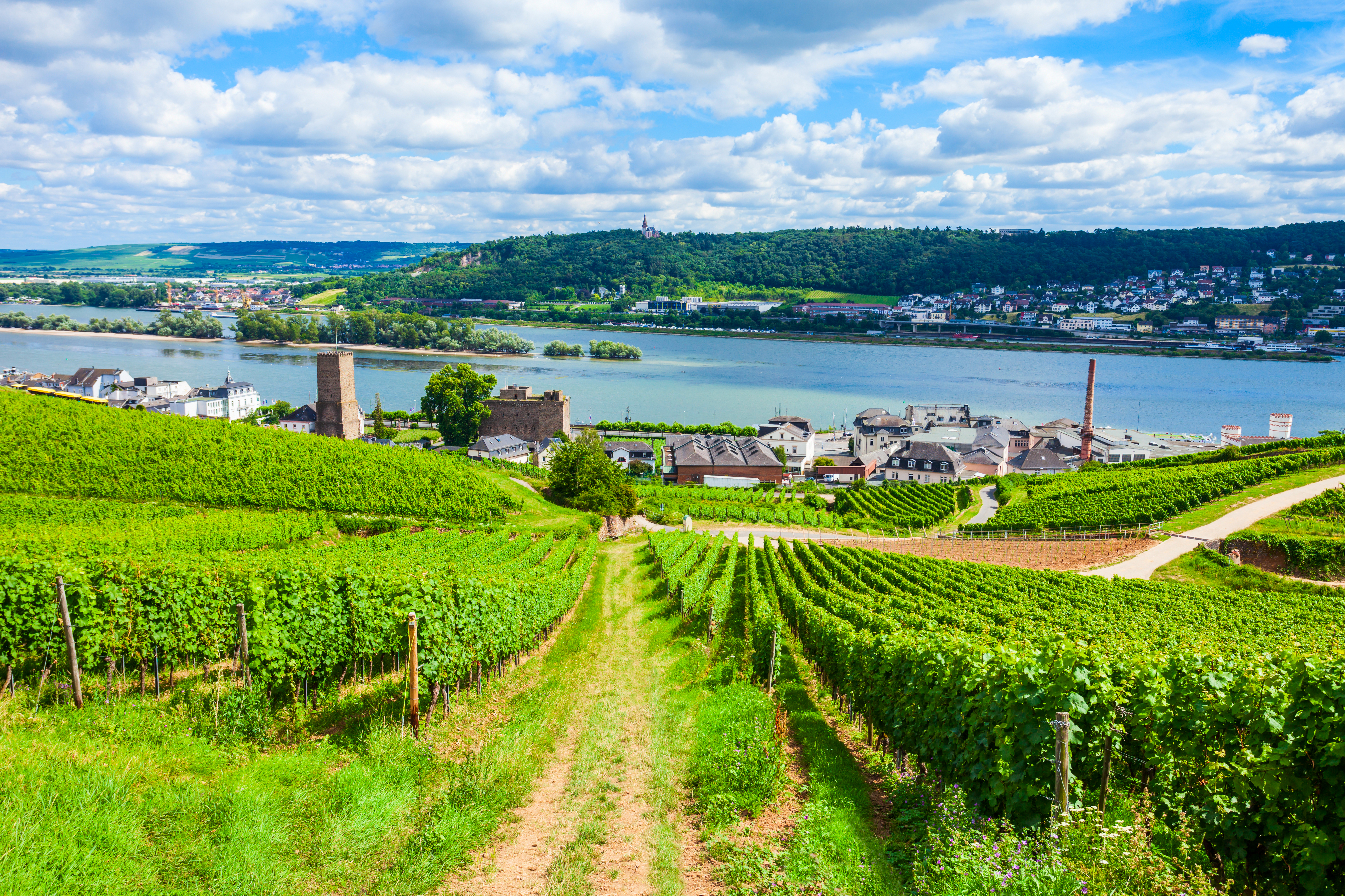 Luftpanorama af grønne vinmarker ved Rudesheim am Rhein og Bingen am Rhein i den maleriske Rhindal i Tyskland