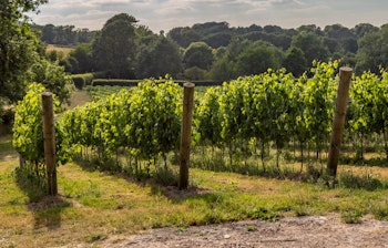 Idylliske vinmarker i Sussex, England med velordnede rækker af vinplanter badet i gyldent aftenlys og omgivet af frodigt landskab