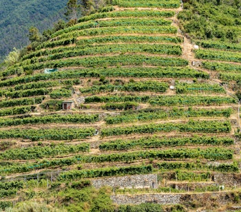 Smukke terrasserede vinmarker på bjergskråningerne ved Vernazza i Cinque Terre, Italien, hvor de grønne vinranker dyrkes på traditionel vis i det kuperede terræn under sommersolen