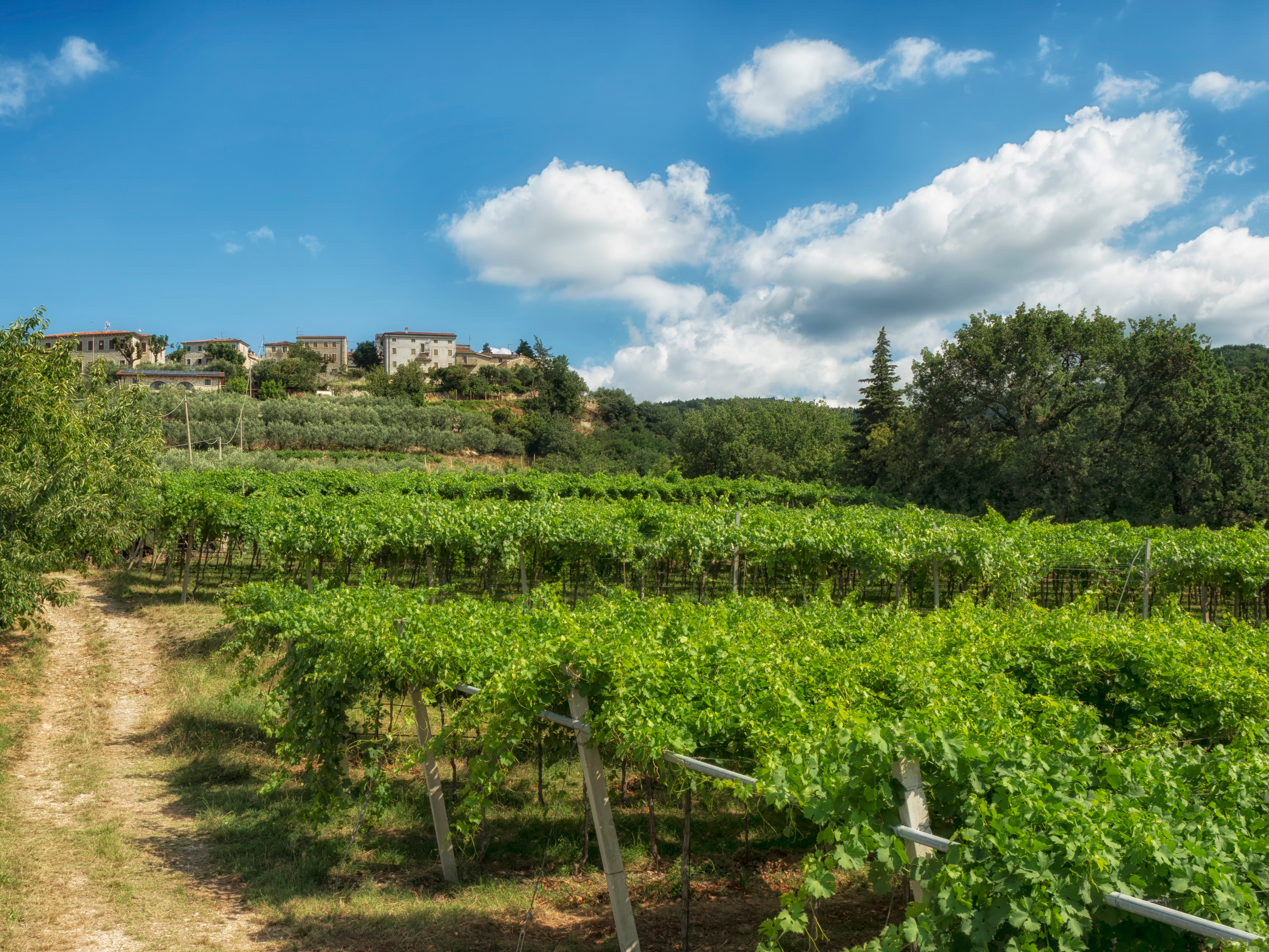 Idylliske vinmarker i Valpolicella-området ved San Giorgio med udsigt til den historiske landsby, kendt for produktion af Amarone-vin nær Verona, Italien