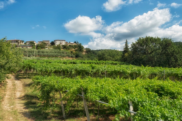 Idylliske vinmarker i Valpolicella-området ved San Giorgio med udsigt til den historiske landsby, kendt for produktion af Amarone-vin nær Verona, Italien
