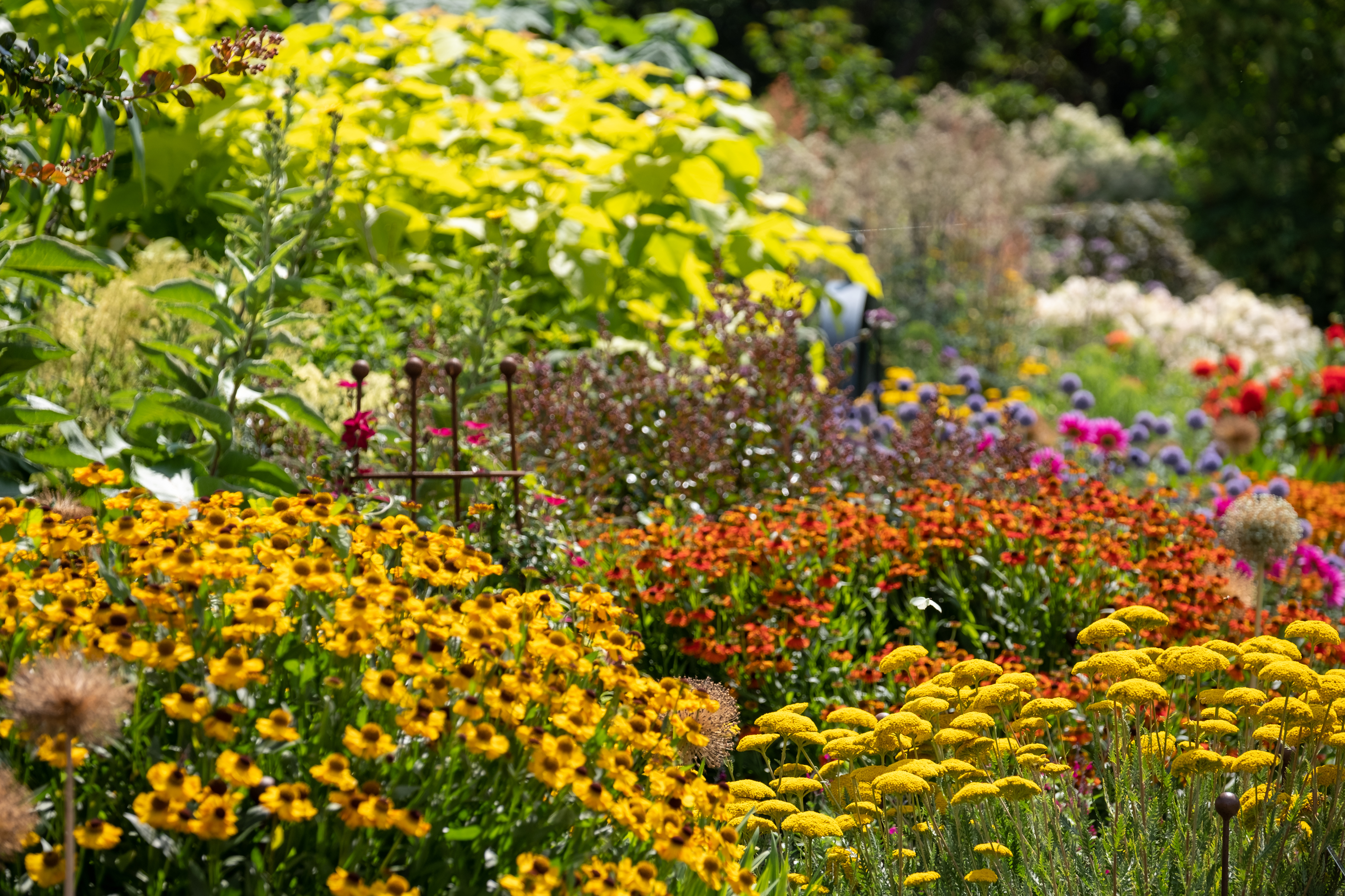 Farverige blomsterbede med stauder i Wisley Garden, Surrey, England - smukke engelske haveoplevelser med gule, orange og lilla blomster