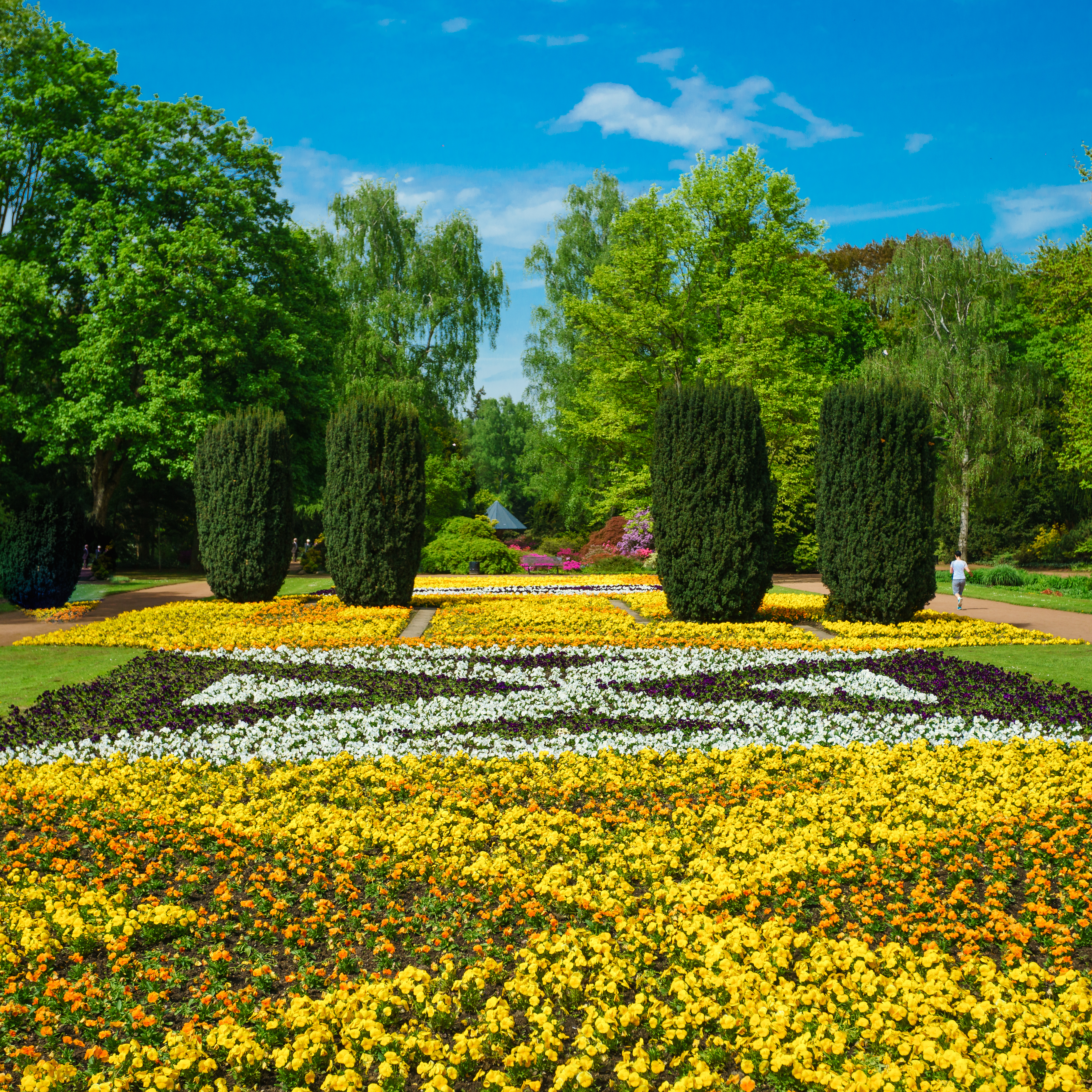 Smukt anlagt formel have med farverige blomsterbede i gult, hvidt og lilla med klippede topiary-hække og grønne træer i RHS Wisley Gardens om foråret