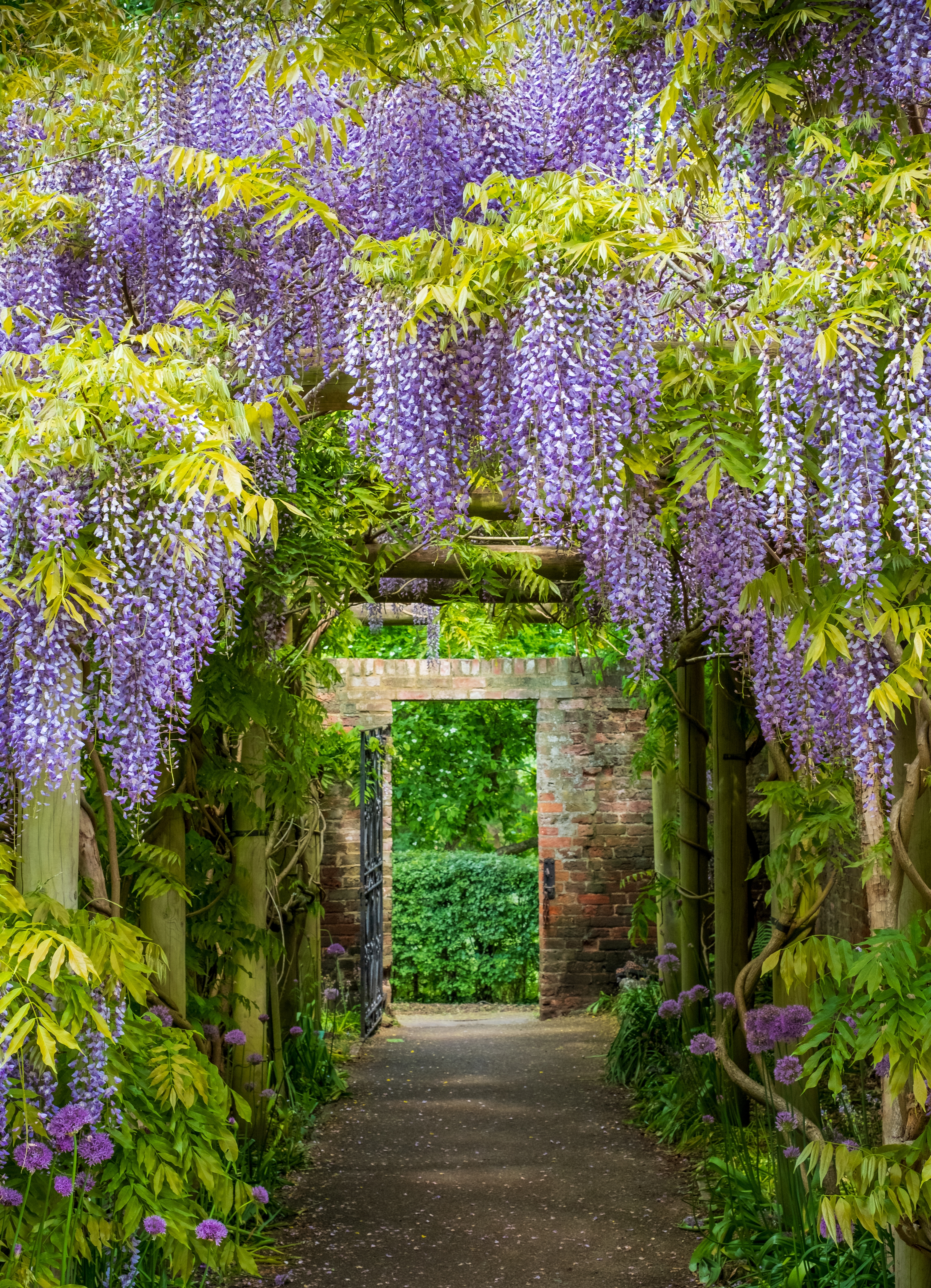Betagende blåregn-tunnel i fuld blomst i Eastcote House Gardens i London, hvor de lilla blomsterklaser danner en magisk portal gennem haven på en solrig majdag - et populært fotomotiv på forårsrejser til England