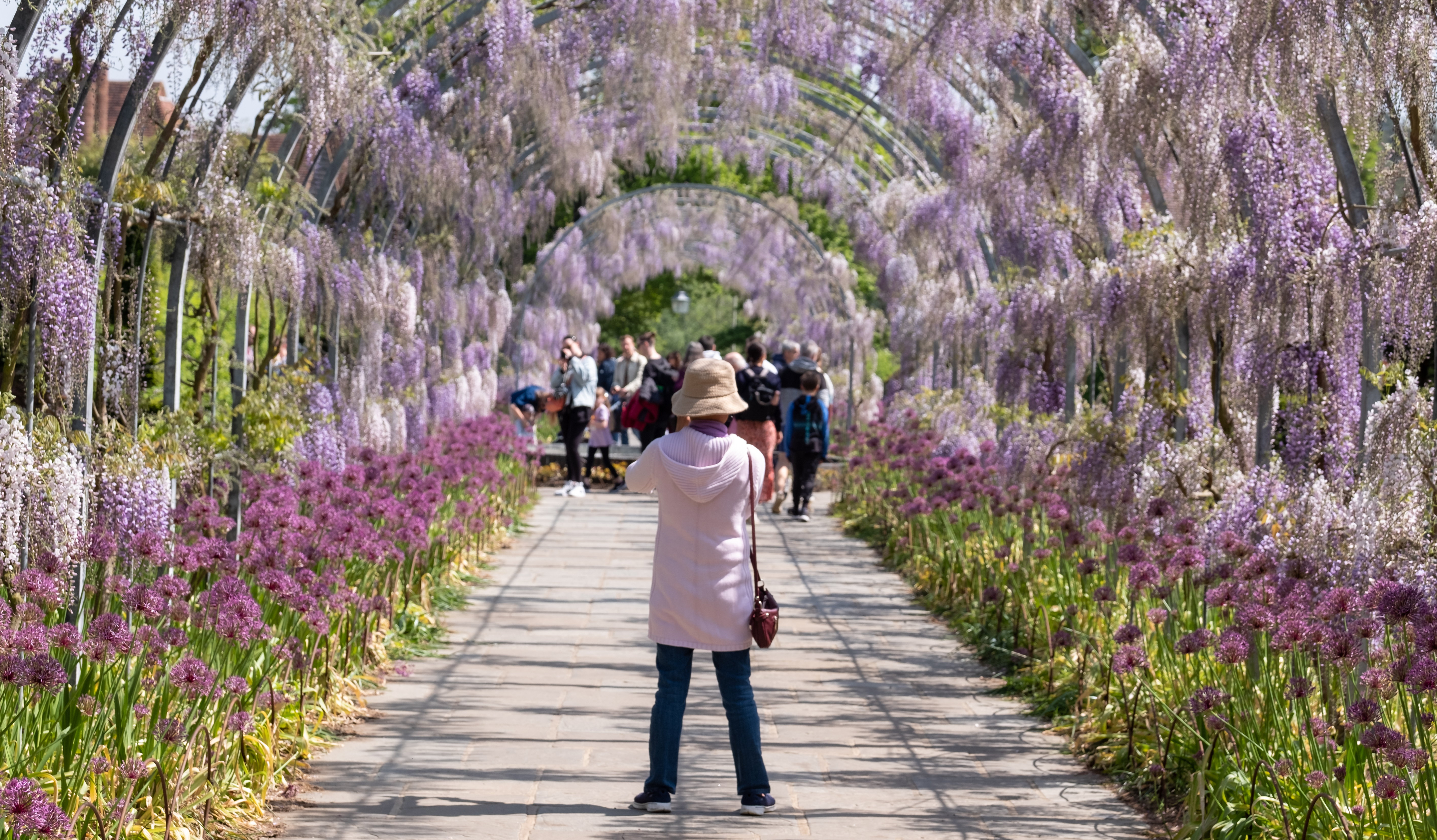 Kvinde fotograferer den smukke wisteria-tunnel i RHS Wisley haven i England med lilla blomster langs stien