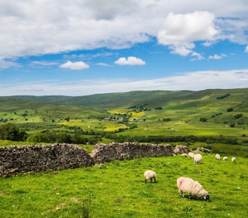 Idyllisk sommerudsigt over Raydale i Yorkshire Dales med græssende får ved en traditionel stenmur og bakkede grønne marker, der strækker sig ud i horisonten under en blå himmel