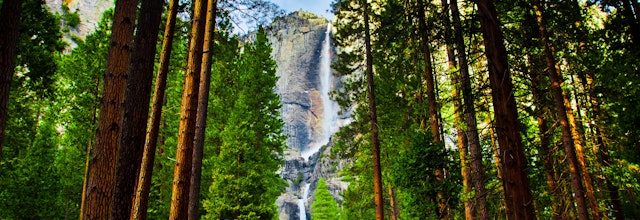 Imponerende Yosemite vandfald omgivet af høje sequoia træer i Yosemite Nationalpark, Californien