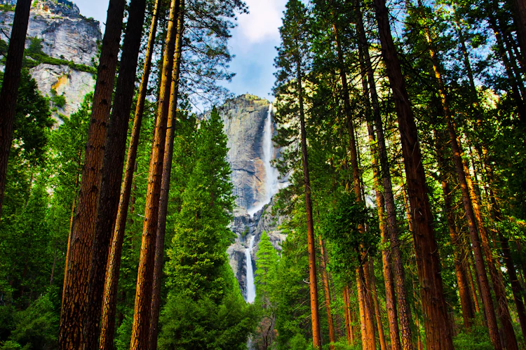 Imponerende Yosemite vandfald omgivet af høje sequoia træer i Yosemite Nationalpark, Californien