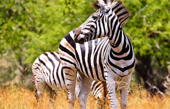Zebra mor og unge står tæt sammen i Kruger Nationalpark i Sydafrika, hvor deres karakteristiske sort-hvide stribemønster fremhæves i den naturlige savanne