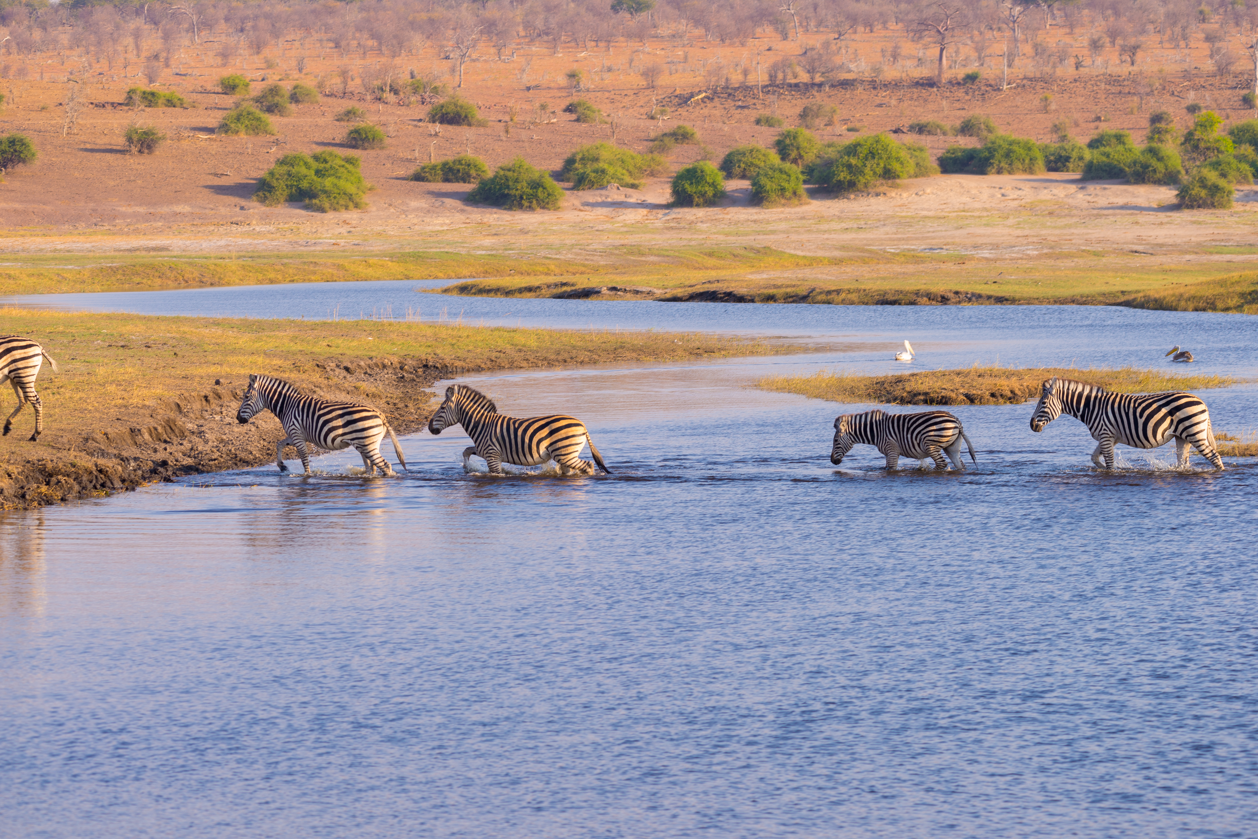 En flok zebraer vadende gennem Chobe-floden i Botswana med den gyldne savanne og grønne buske i baggrunden