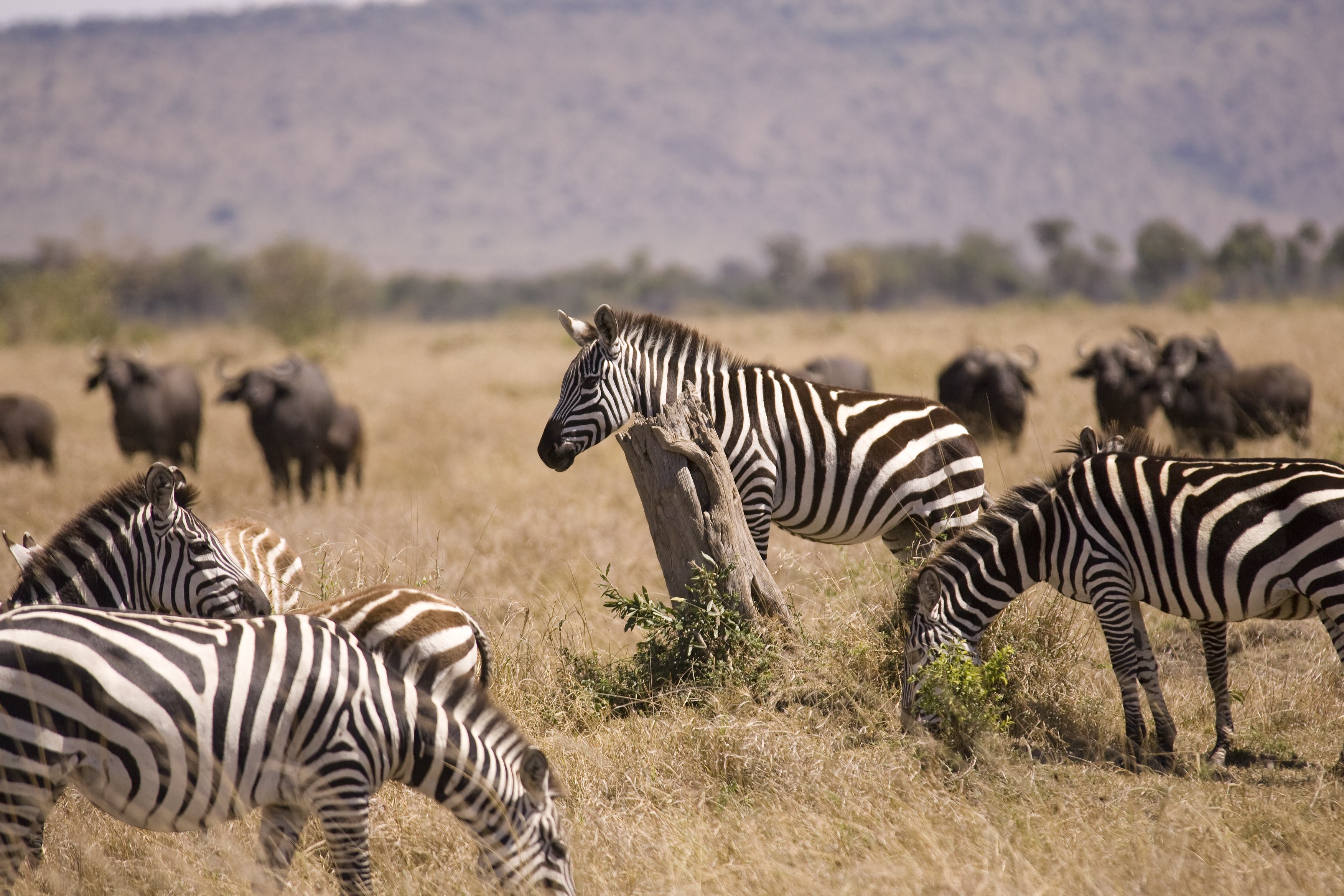 Zebraer græsser i Masai Mara savanne med elefanter i baggrunden under safari i Kenya