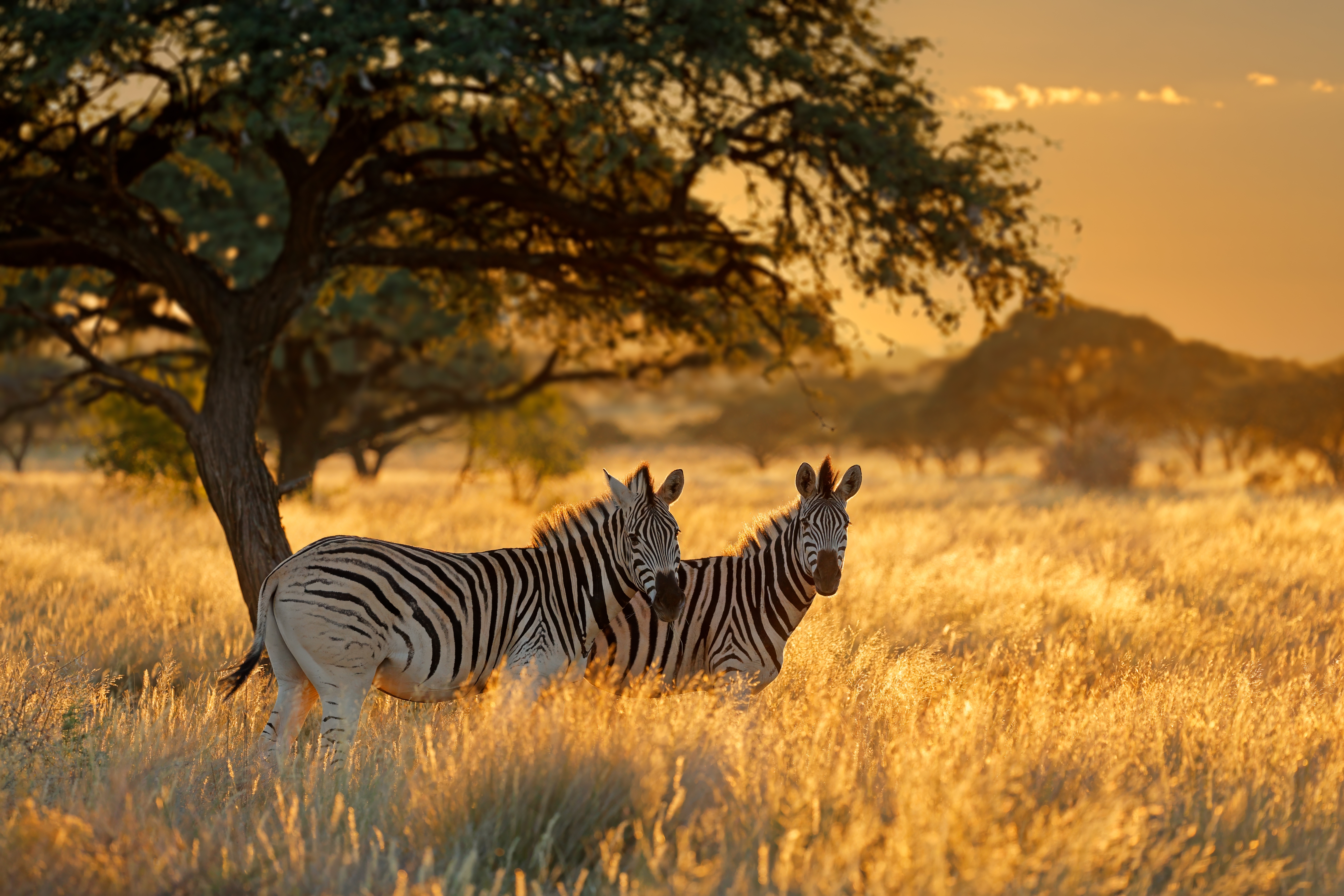 To zebraer i gyldent græsland ved solopgang i Mokala Nationalpark, Sydafrika på en uforglemmelig safarioplevelse